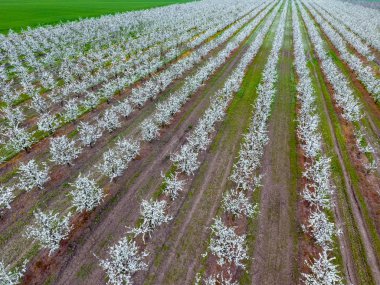 Çiçek açması genç Erik Bahçe, en iyi görünüm. Erik çiçek Bahçe üzerinde dron yayılımı
