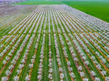 Çiçek açması genç Erik Bahçe, en iyi görünüm. Erik çiçek Bahçe üzerinde dron yayılımı
