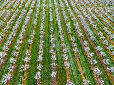 Çiçek açması genç Erik Bahçe, en iyi görünüm. Erik çiçek Bahçe üzerinde dron yayılımı