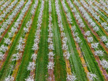 Çiçek açması genç Erik Bahçe, en iyi görünüm. Erik çiçek Bahçe üzerinde dron yayılımı