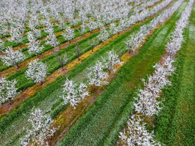 Çiçek açması genç Erik Bahçe, en iyi görünüm. Erik çiçek Bahçe üzerinde dron yayılımı