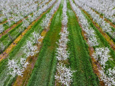 Çiçek açması genç Erik Bahçe, en iyi görünüm. Erik çiçek Bahçe üzerinde dron yayılımı