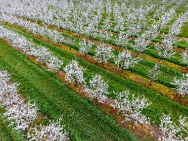 Çiçek açması genç Erik Bahçe, en iyi görünüm. Erik çiçek Bahçe üzerinde dron yayılımı
