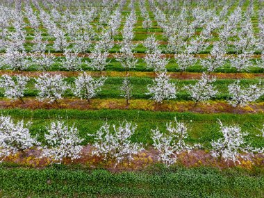 Çiçek açması genç Erik Bahçe, en iyi görünüm. Erik çiçek Bahçe üzerinde dron yayılımı