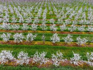 Çiçek açması genç Erik Bahçe, en iyi görünüm. Erik çiçek Bahçe üzerinde dron yayılımı
