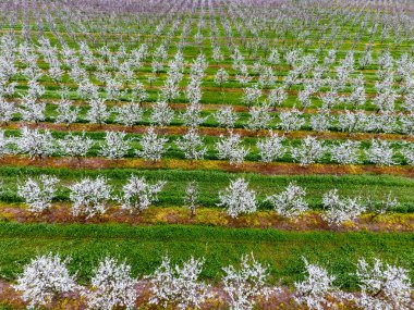 Çiçek açması genç Erik Bahçe, en iyi görünüm. Erik çiçek Bahçe üzerinde dron yayılımı