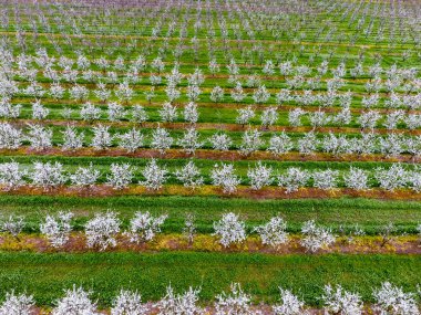 Çiçek açması genç Erik Bahçe, en iyi görünüm. Erik çiçek Bahçe üzerinde dron yayılımı