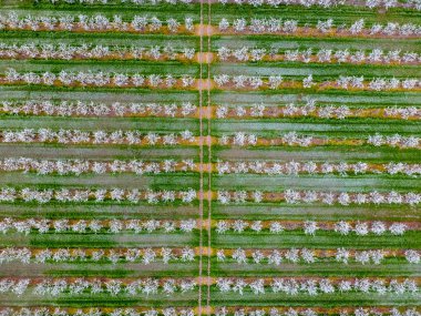 Çiçek açması genç Erik Bahçe, en iyi görünüm. Erik çiçek Bahçe üzerinde dron yayılımı