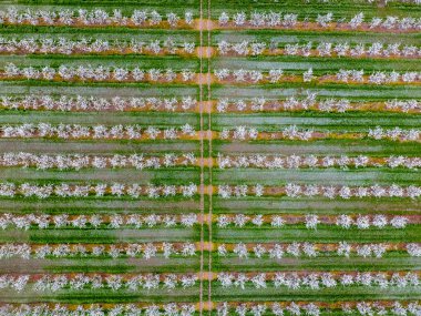 Çiçek açması genç Erik Bahçe, en iyi görünüm. Erik çiçek Bahçe üzerinde dron yayılımı