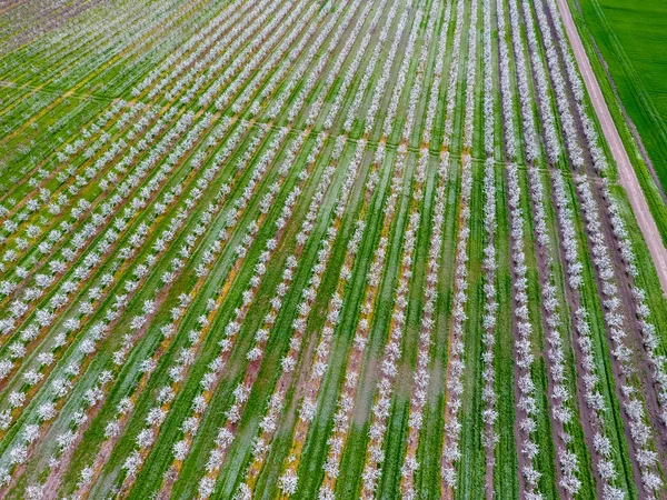 Virágzó Fiatal Szilva Kert Felső Kilátás Drone Mint Szilva Virágzó — Stock Fotó