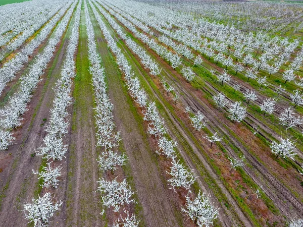 Çiçek açması genç Erik Bahçe, en iyi görünüm. Erik çiçek Bahçe üzerinde dron yayılımı