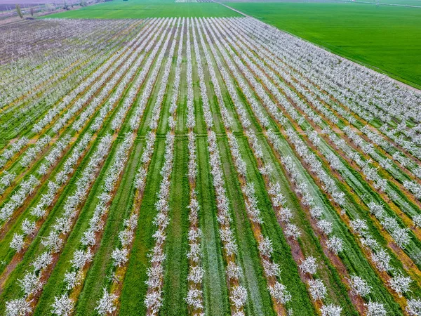 Çiçek açması genç Erik Bahçe, en iyi görünüm. Erik çiçek Bahçe üzerinde dron yayılımı