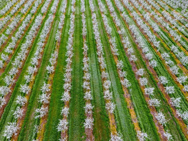 Çiçek açması genç Erik Bahçe, en iyi görünüm. Erik çiçek Bahçe üzerinde dron yayılımı