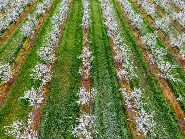 開花若いプラム園 トップ ビュー 梅の咲く庭をドローンのスパン — ストック写真