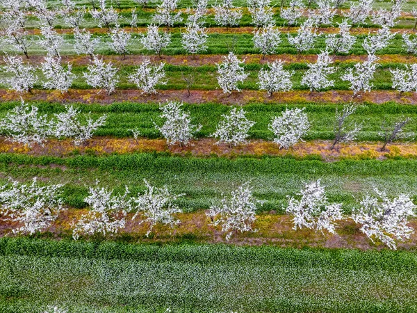 Kwitnących Młodych Śliwka Ogród Góry Widok Rozpiętość Drona Śliwki Kwitnący — Zdjęcie stockowe
