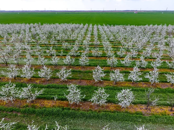 Çiçek açması genç Erik Bahçe, en iyi görünüm. Erik çiçek Bahçe üzerinde dron yayılımı