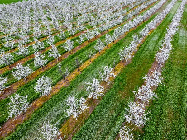 開花若いプラム園 トップ ビュー 梅の咲く庭をドローンのスパン — ストック写真