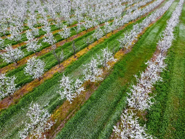Çiçek açması genç Erik Bahçe, en iyi görünüm. Erik çiçek Bahçe üzerinde dron yayılımı