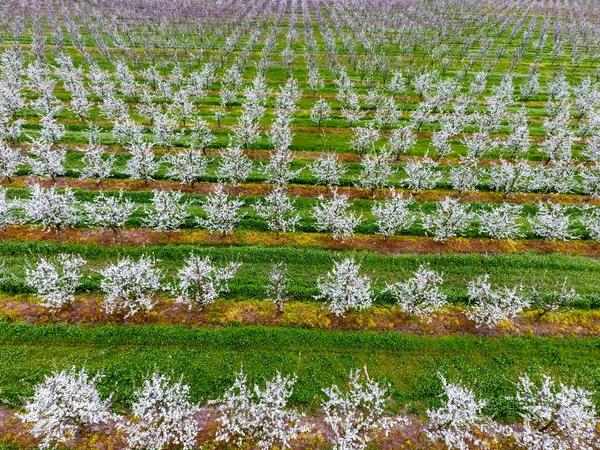 Çiçek açması genç Erik Bahçe, en iyi görünüm. Erik çiçek Bahçe üzerinde dron yayılımı