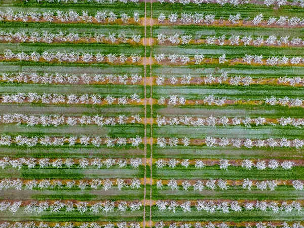 盛开的年轻梅花花园 顶部景色 在梅盛开的花园上空的无人机跨度 — 图库照片