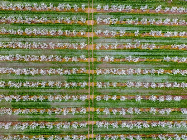 Floreciente Jardín Ciruela Joven Vista Superior Palmo Del Dron Sobre —  Fotos de Stock