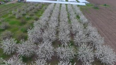 Prunus avium çiçekli kiraz. Bir ağaç dalı kiraz çiçekleri.