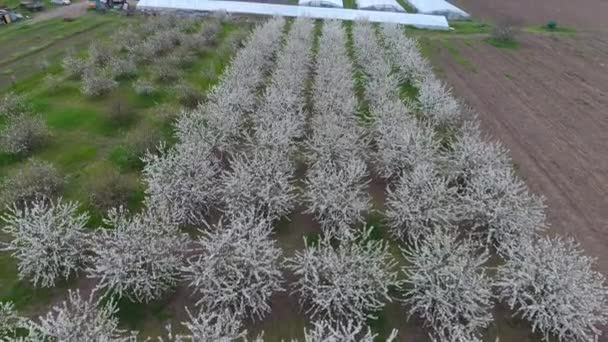 セイヨウミザクラ桜の開花 木の枝に桜の花 — ストック動画