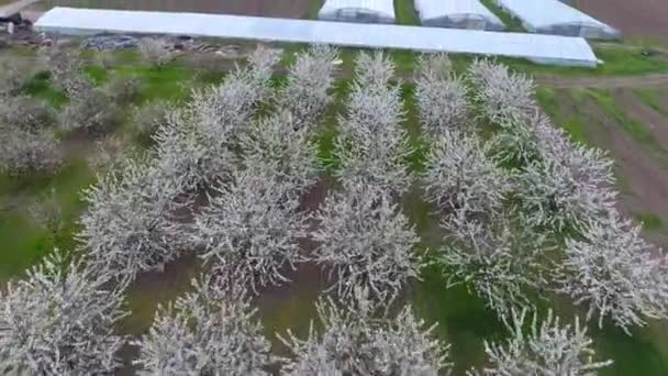 Prunus Avium Çiçekli Kiraz Bir Ağaç Dalı Kiraz Çiçekleri — Stok video