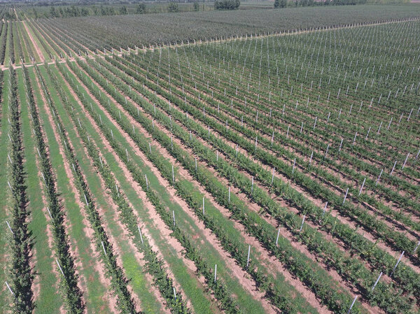 Rows of trees in the garden. Aerophotographing, top view.