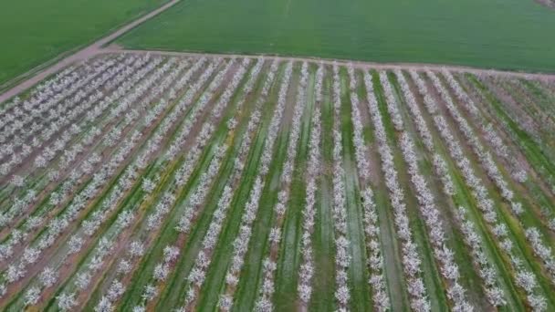 Blossoming young plum garden, top view. Span of the drone over the plum blooming garden. — Stock Video