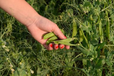 Bir kadının elinde bezelye. Yeşil bezelye alanında. Bakla yeşil bezelye