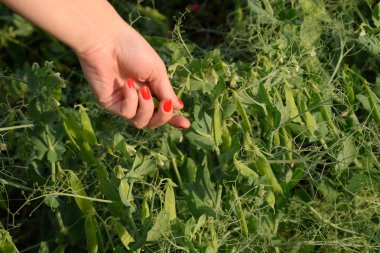 Bir kadının elinde bezelye. Yeşil bezelye alanında. Bakla yeşil bezelye