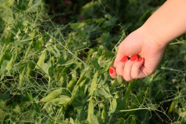 Bir kadının elinde bezelye. Yeşil bezelye alanında. Bakla yeşil bezelye