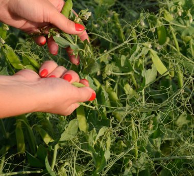 Bir kadının elinde bezelye. Yeşil bezelye alanında. Bakla yeşil bezelye