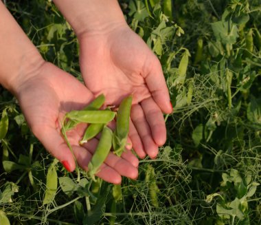 Bir kadının elinde bezelye. Yeşil bezelye alanında. Bakla yeşil bezelye