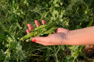 Bir kadının elinde bezelye. Yeşil bezelye alanında. Bakla yeşil bezelye