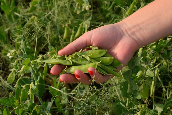 Pea pods in a womans hand. Green peas in the field. Pods of green peas