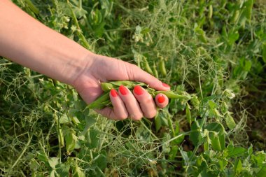 Bir kadının elinde bezelye. Yeşil bezelye alanında. Bakla yeşil bezelye