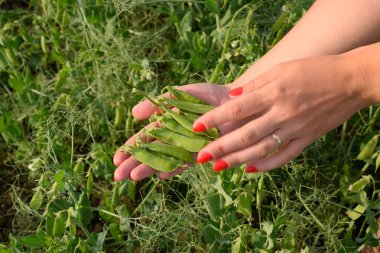 Bir kadının elinde bezelye. Yeşil bezelye alanında. Bakla yeşil bezelye