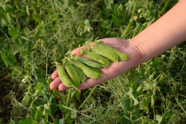 Bir kadının elinde bezelye. Yeşil bezelye alanında. Bakla yeşil bezelye