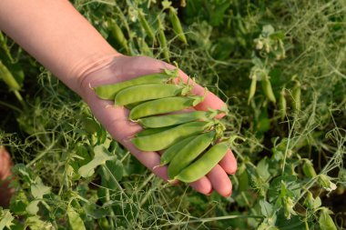 Bir kadının elinde bezelye. Yeşil bezelye alanında. Bakla yeşil bezelye