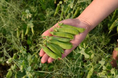 Bir kadının elinde bezelye. Yeşil bezelye alanında. Bakla yeşil bezelye