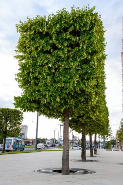 Maple şehir sitede ağaçlarının. Dekoratif ağaçlar.