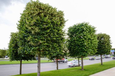 Maple şehir sitede ağaçlarının. Dekoratif ağaçlar.