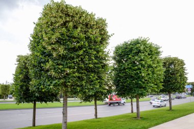 Maple şehir sitede ağaçlarının. Dekoratif ağaçlar.