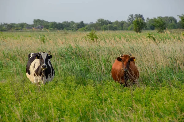 Two cows in the pasture. Brown and black-white cows. Cows look into the camera lens — Stock Photo, Image