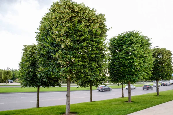 Maple şehir sitede ağaçlarının. Dekoratif ağaçlar.