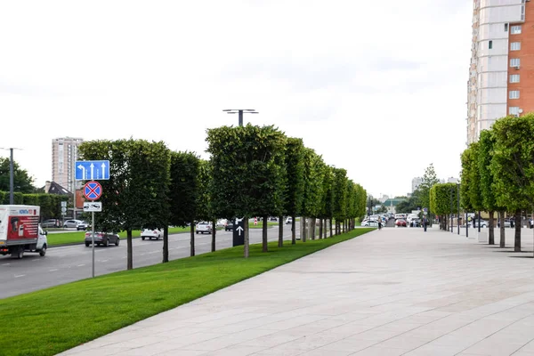 Krasnodar Rusko Června 2017 Stromy Javor Místě Městě Dekorativní Stromy — Stock fotografie