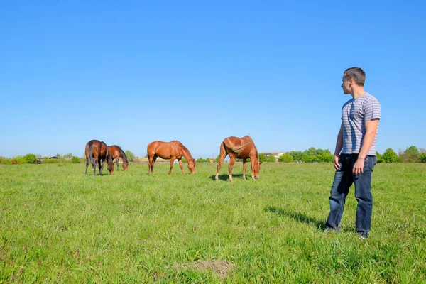El hombre está de pie en un claro donde pastan los caballos. Pastos de caballos . — Foto de Stock