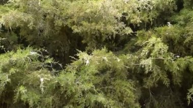 Mazı (bitki) dallarında rüzgarda duyulur. Kavak kabartmak uçar